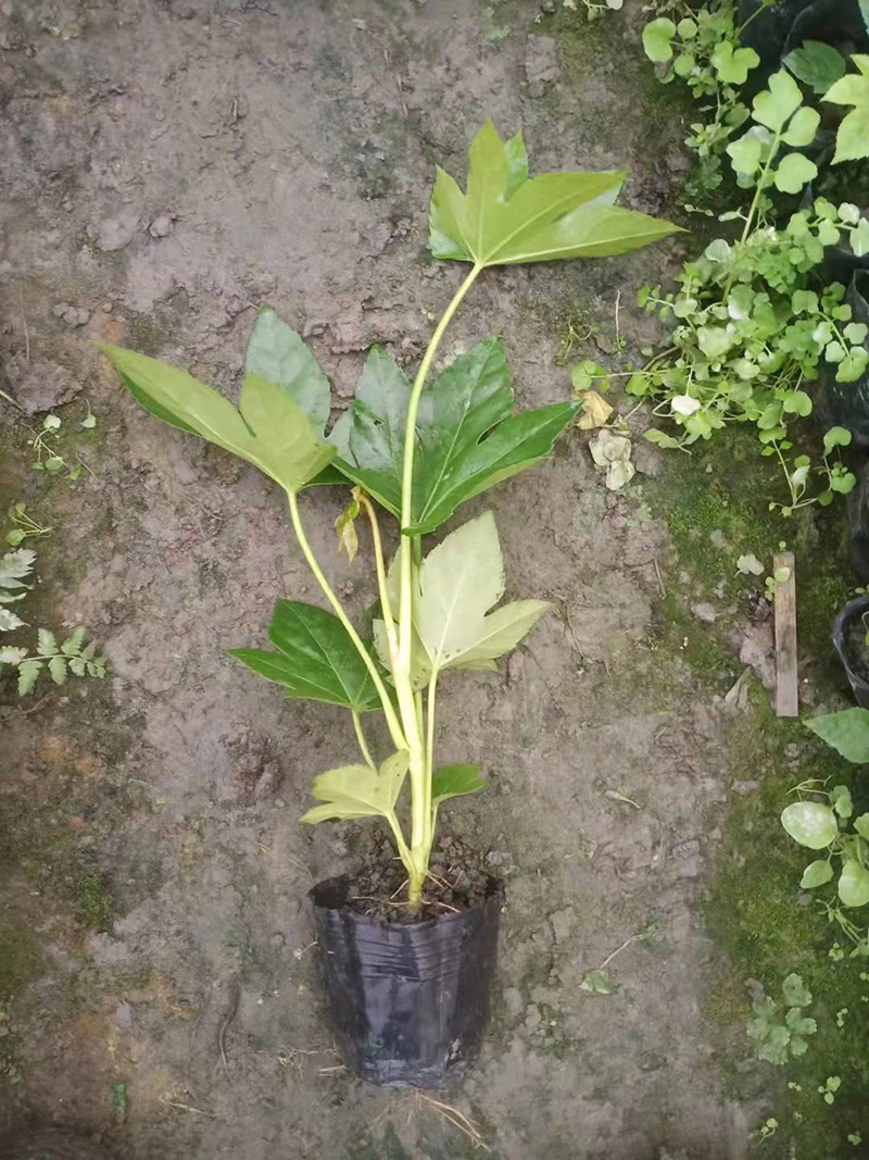 八角金盤